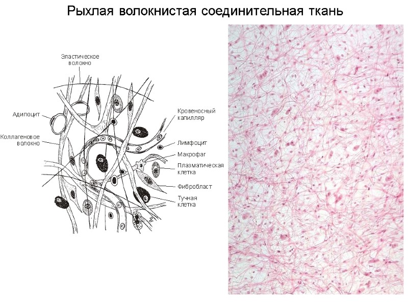 Рыхлая волокнистая соединительная ткань